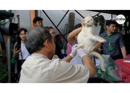 2018–03-14 曼谷发现带病狂犬提醒市民防病